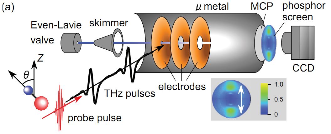 テラヘルツ光による分子の回転コヒーレンス操作が、Phys. Rev. Aに掲載されました。｜板谷研究室｜東京大学物性研究所